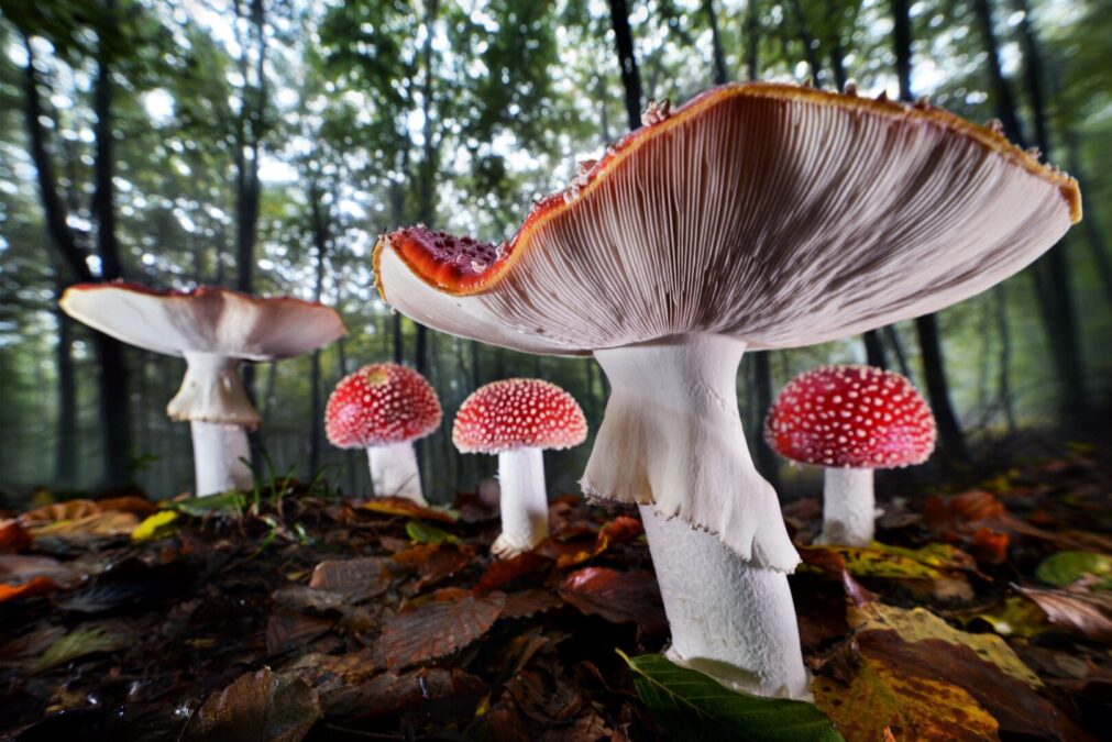 gasometer-oberhausen_agorastos-papatsanis_fliegenpilze