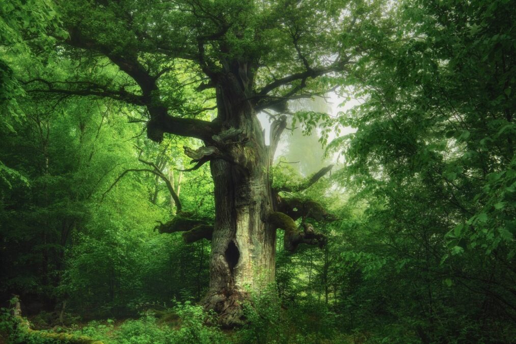 gasometer-oberhausen_kilian-schoenberger_kamineiche